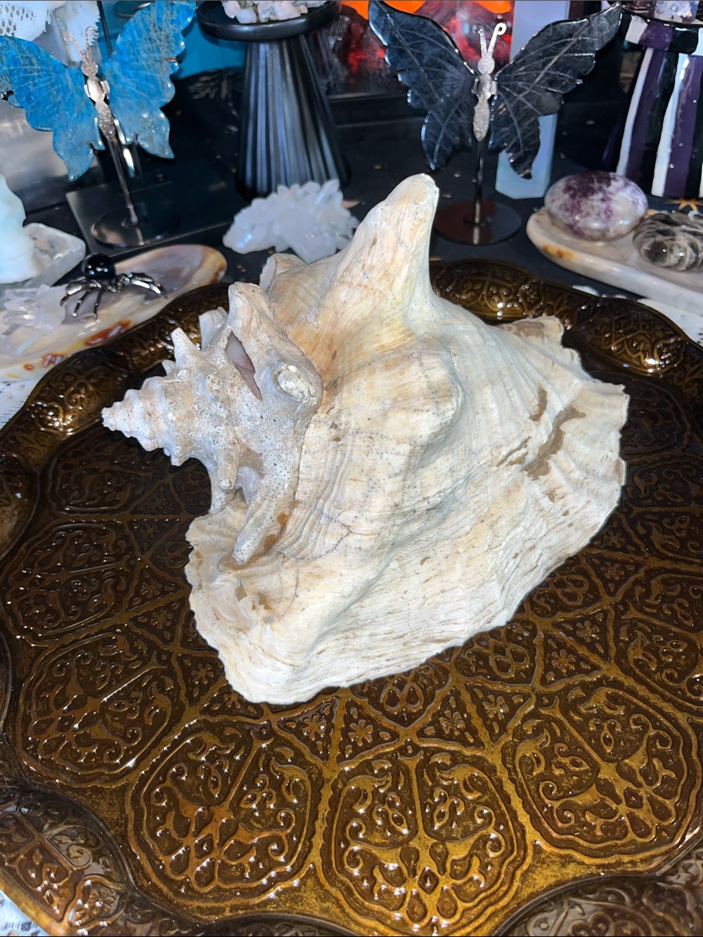 Large shell - Picture 3 of 5